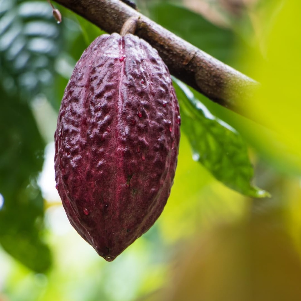 earthborn-elements-cacao-cocoa-200-capsu-6.jpg