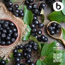 organic-aronia-berry-capsules-black-chok-6.jpg