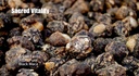 antler-farms---100-pure-black-maca-root--2.jpg