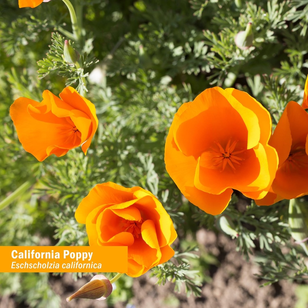 herb-pharm-certified-organic-california--3.jpg