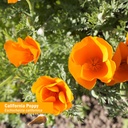 herb-pharm-certified-organic-california--3.jpg