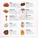 rainbo---1111-multi-mushroom-tincture----3.jpg