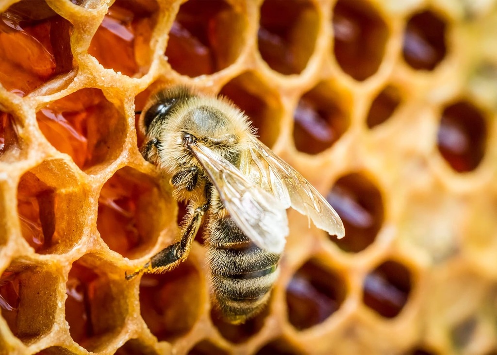 bee-propolis-powder---8-oz---lab-verifie-3.jpg