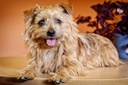 in-clover-natural-dental-treat-grin-fres-5.jpg