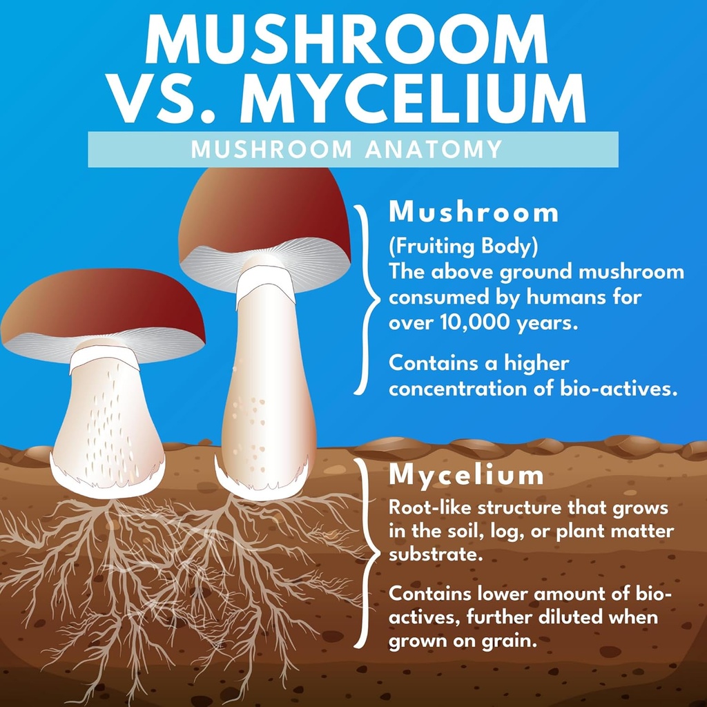 bold-botanica-mushroom-supreme-7-mushroo-5.jpg