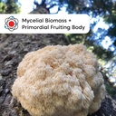 wilderness-poets-organic-lions-mane-mush-3.jpg