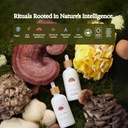 rainbo---chaga-mushroom-tincture---dual--6.jpg