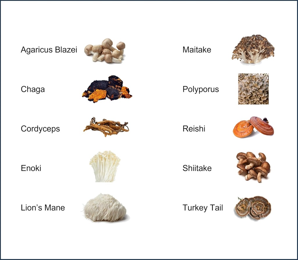 mushroom-extract-powder---powerful-10-bl-4.jpg