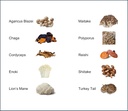mushroom-extract-powder---powerful-10-bl-4.jpg