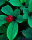 herb-pharm-certified-organic-american-gi-5.jpg