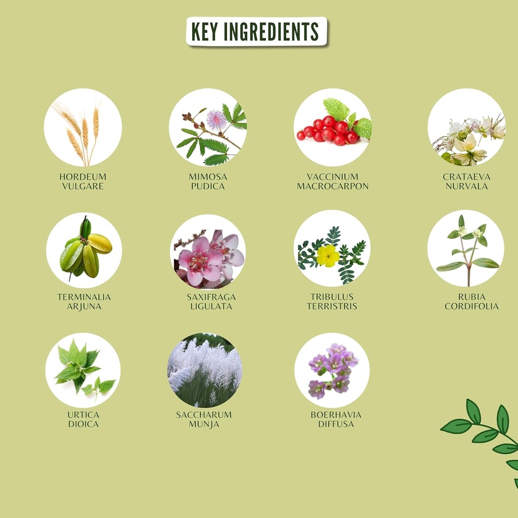 kidney-support-herbal-supplement---suppo-5.jpg