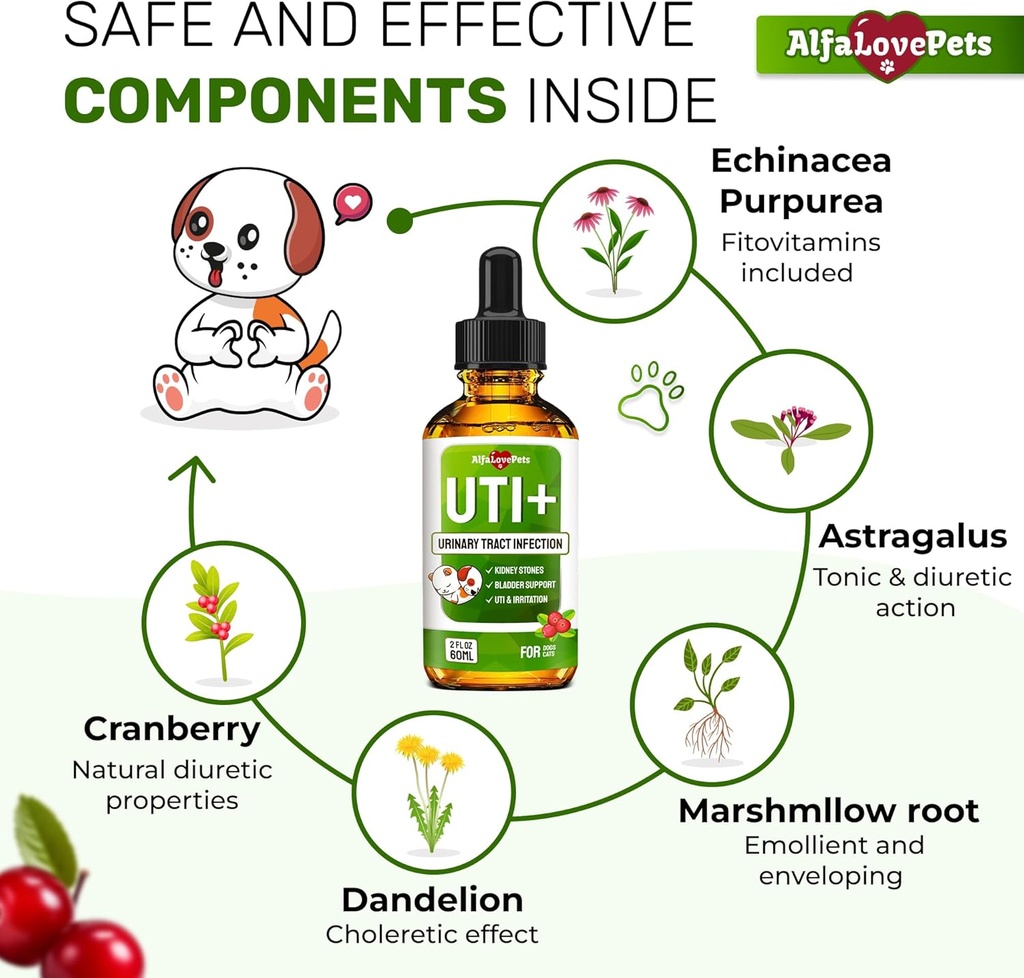 cat-uti-treatment-to-care-for-kidneys-an-3.jpg