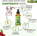 cat-uti-treatment-to-care-for-kidneys-an-3.jpg