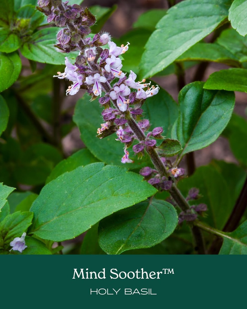 herb-pharm-mind-soother-holy-basil-liqui-6.jpg