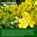 mullein-gummies-for-lung-detox-2000mg-mu-5.jpg