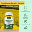 mullein-gummies-for-lungs-mullein-leaf-e-3.jpg