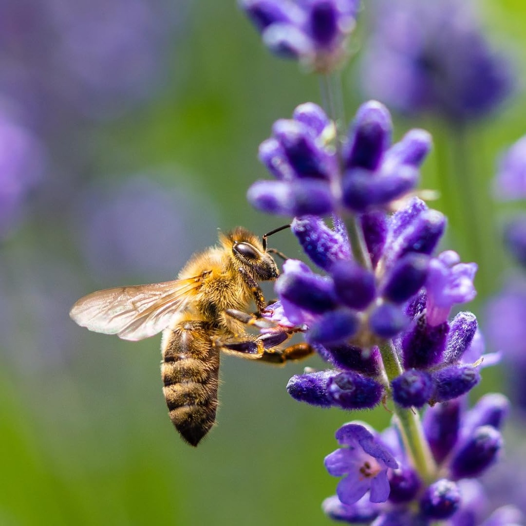 earthborn-elements-bee-pollen-200-capsul-6.jpg