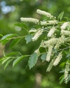 herb-pharm-certified-organic-wild-cherry-4.jpg