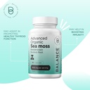 organic-irish-sea-moss-bladderwrack-burd-3.jpg