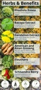 happy-healthy-hippie-vaginal-probiotics--2.jpg