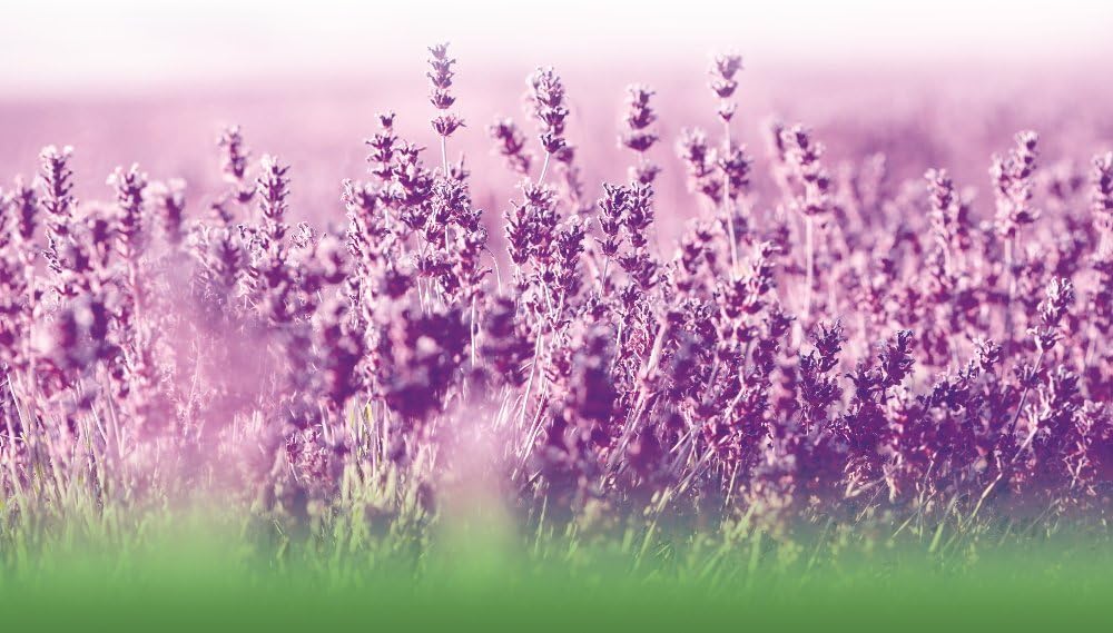 lavender-pure-oil-500mg-100-pure-natural-5.jpg