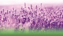 lavender-pure-oil-500mg-100-pure-natural-5.jpg