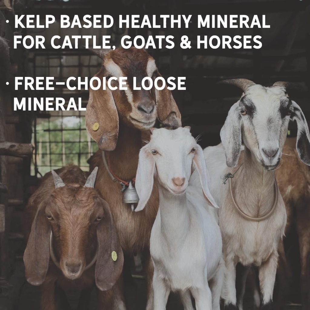 new-country-organics-i-organic-kelp-supp-3.jpg