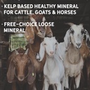 new-country-organics-i-organic-kelp-supp-3.jpg