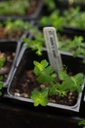 organic-saint-johns-wort-plant-hypericum-6.jpg