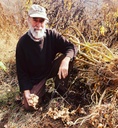 organic-jerusalem-artichoke-tubers-helia-2.jpg