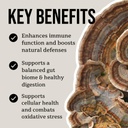 north-spore-organic-turkey-tail-tincture-3.jpg