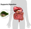 drformulas-18-digestive-enzymes-to-suppo-4.jpg
