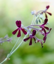 herb-pharm-certified-organic-umckaloabo--4.jpg