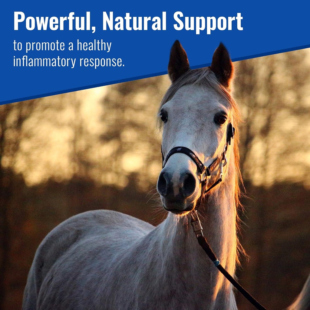 om-mushroom-matrix---equine-wellbeing-us-2.jpg