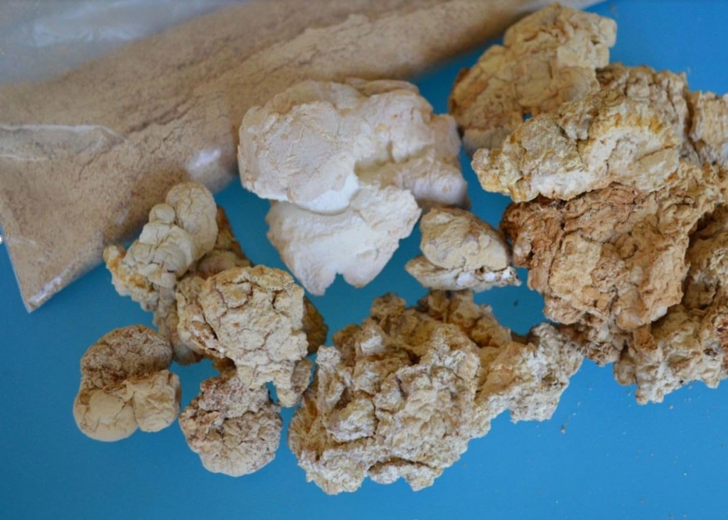 tiger-milk-mushroom-lignosus-rhino-usa-g-4.jpg