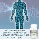 lane-innovative---noxylane-4-supports-im-6.jpg