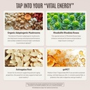 roundhouse-provision-qi-master-adaptogen-5.jpg