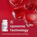 urolithin-a-supplement-1800mg---mitoceut-5.jpg