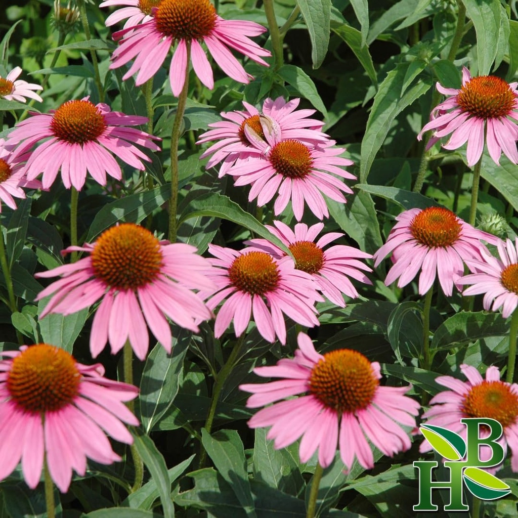 herb-to-body-echinacea-purpurea-powder-4-2.jpg