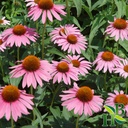 herb-to-body-echinacea-purpurea-powder-4-2.jpg