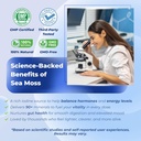 sotalix-sea-moss-capsule-with-ashwagandh-5.jpg