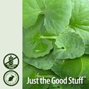 natures-answer-gotu-kola-herb-with-organ-5.jpg