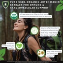 zenmen-organic-sweet-wormwood-artemisia--2.jpg