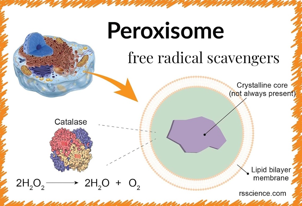 catalase-60000---science-smart---unique--3.jpg