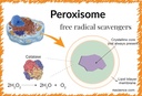 catalase-60000---science-smart---unique--3.jpg