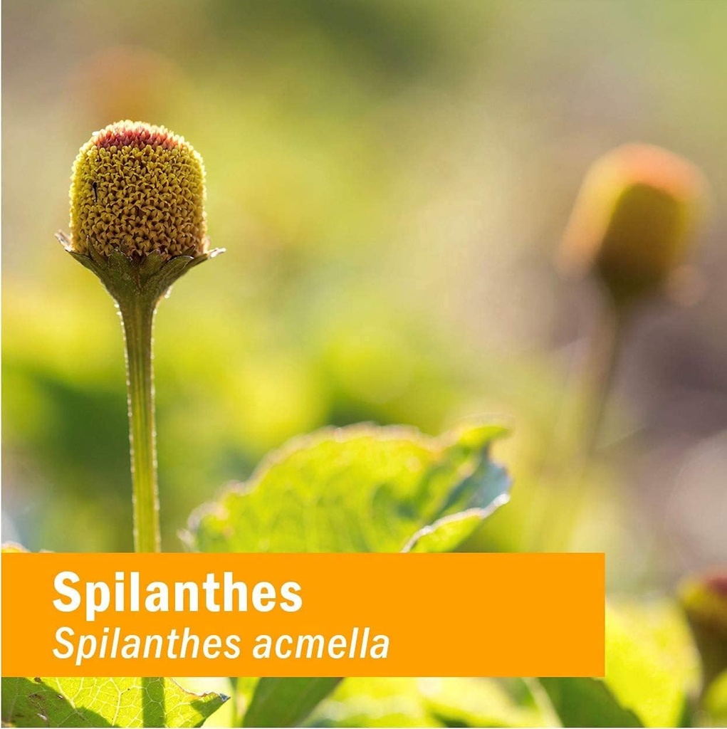 herb-pharm-certified-organic-spilanthes--6.jpg