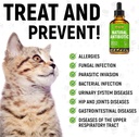 dog-antibiotics-for-infection-coughs-uti-6.jpg