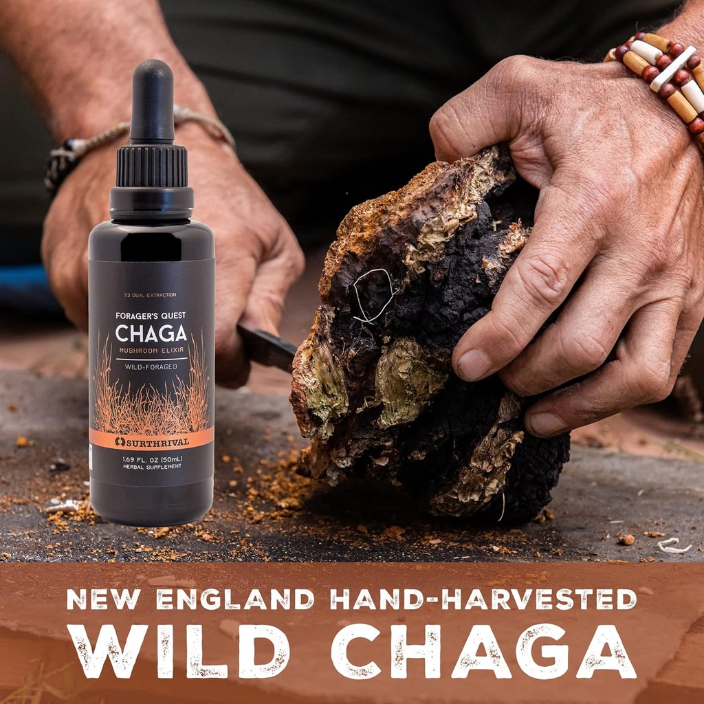surthrival-chaga-mushroom-extract-forage-4.jpg